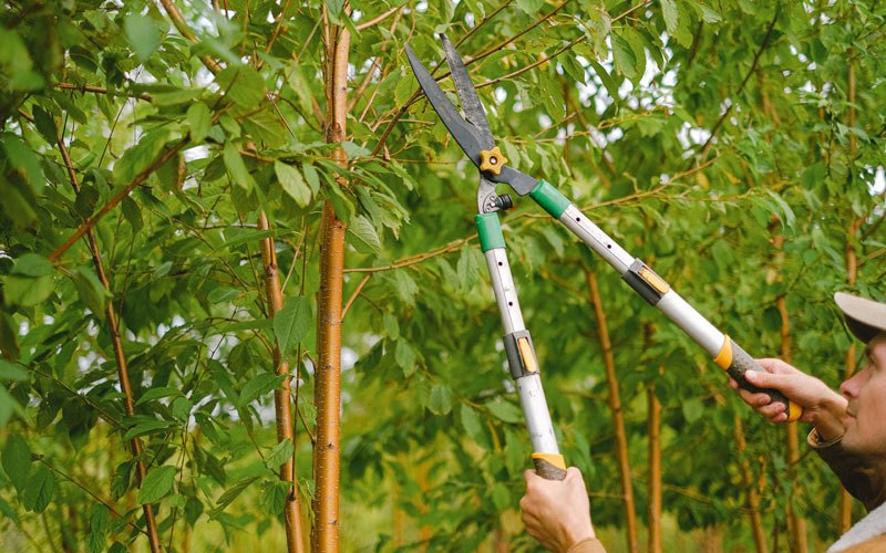 Tree trimming in Hanover, WV
